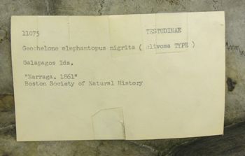 Media type: image; Herpetology R-11075